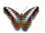 Schmetterling, kein Zitronenfalter!